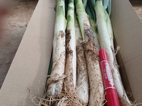 SALL🚨霜に当たり甘さの増した【至福の極甘ネギ❗️❗️】✅🎁人気NO.1✅🎁M／L混合【4本増量❗ 】22本<2.8kg>❗3,000円→980円❗️❗️ ✨信州産✨【特別栽培】✨【無消毒栽培】