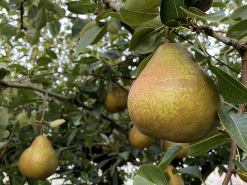\9月4日で受付終了/【西洋なし】オーロラ 3キロ 【食べごろになると黄色くなります】【西洋梨】【西洋ナシ】【🍐】