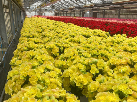 【農林水産大臣賞】鮮やかな黄色、抜群の花持ち、一押し品種です。エラチオールベゴニア【コスモノア】５寸