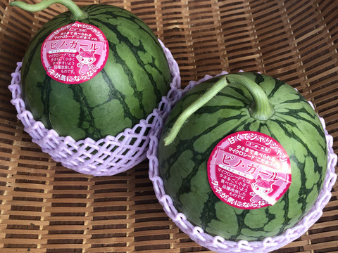 ❣️種ごと食べられる❣️薄皮極甘シャリシャリ食感小玉西瓜【ピノガール】2玉3.5kg以上《大阪府エコ農産物“大阪産（もん）”農薬・化学肥料不使用認証》