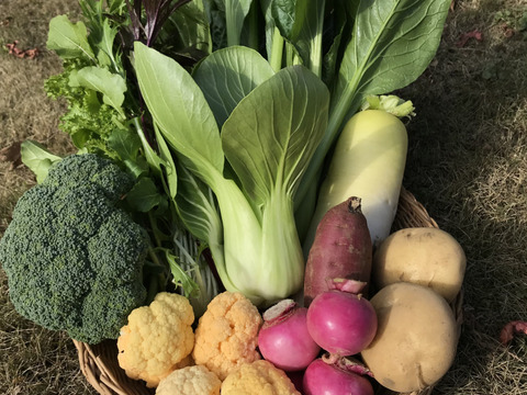 Lサイズ *旬野菜セット(約10~11品)【農薬:栽培期間中不使用】