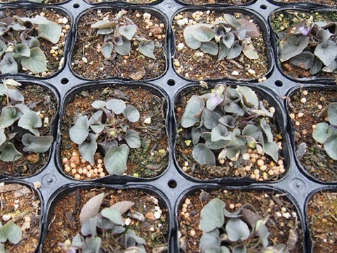 2個セット 黒葉ビオラ ラブラドリカ ブルーガーデン カラーリーフ 宿根草 多年草 花壇苗 イングリッシュガーデン