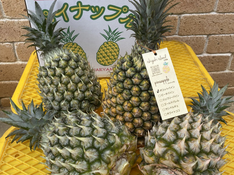 石垣島　ポコットパイン（スナックパインこ）目安4.5kg（大玉4玉）
