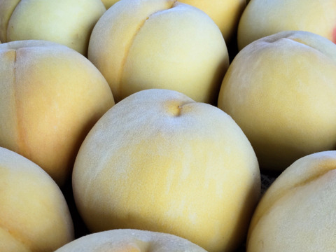 黄ららのきわみ(きららのきわみ)3kg🍑【朝どれ】直送🍑朝採り🍑贈答用🍑夏ギフト🍑自宅用🍑硬い桃🍑かためで甘い&ジューシー🍑9月上旬頃～収穫予定🍑晩生品種🍑