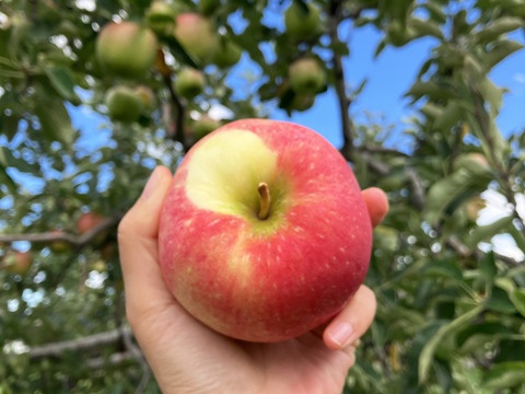 完売間近！！人気のご家庭用赤りんご🍎品種おまかせ小玉サイズ4kg 低農薬で安心！【小玉りんご】