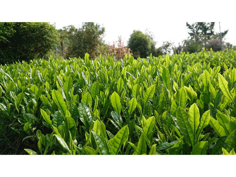 贅沢！世界のお茶セット　日本産　農薬・肥料不使用加茂自然農園のお茶