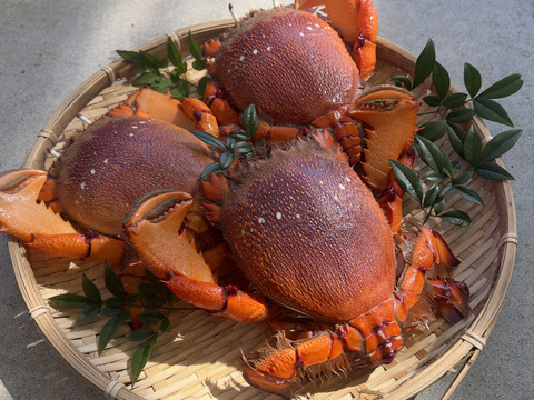 【特大】ボリューム満点！宮崎県産アサヒガニ （１kg）