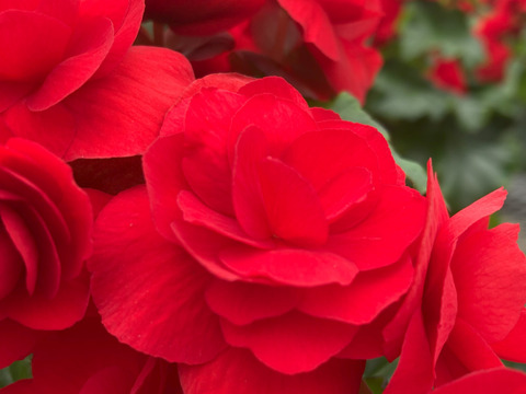 【贈答用】真紅の花弁に魅了されます。エラチオールベゴニア【カルメン】4.5寸