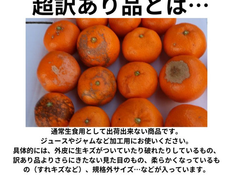 農家直送！有田みかん10kg　超訳あり（加工用）【平武農園】和歌山｜有田｜田口　産地直送　お取り寄せ