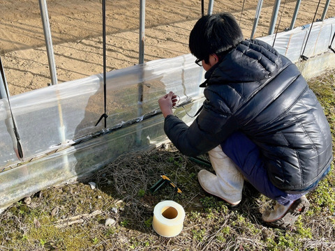 予約開始！！　令和7年新米　新商品！大きい粒でとっても美味しい　雪若丸　玄米10キロ（10キロ1袋）