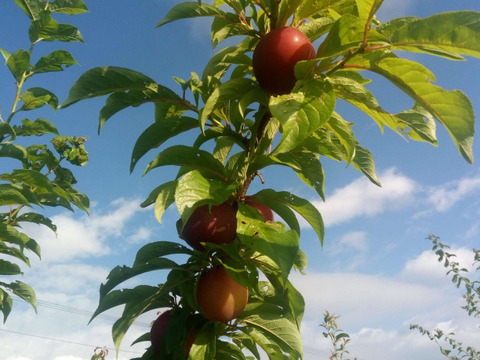 【自然栽培】すもも レッドビュート 24～28玉 1.8kg【農薬不使用】