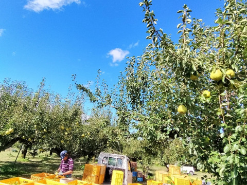 【プレミアム洋梨ギフトBOX】　山形県産　大玉特秀ラフランス【数量限定】