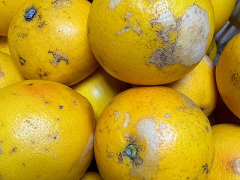 超訳あり１Ｋ＊小さめグレープフルーツ・さがんルビー