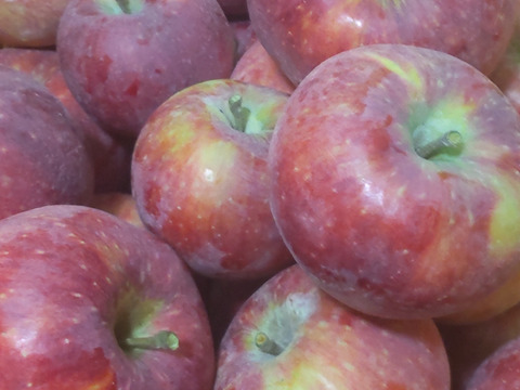 シナノリップ約4.5ｋｇ　ジューシーで香りのよい夏りんご