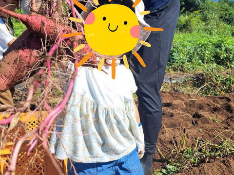 【訳あり】潮風 × 火山灰土が育てた熟成島さつまいも『紅はるか』５kg