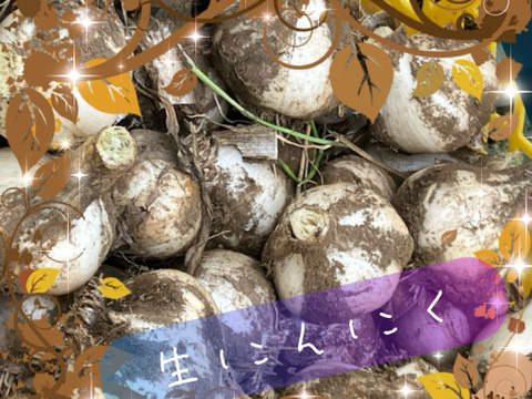 埼玉県産！訳ありだけど甘みがあって美味しい。フレッシュな生にんにく！！