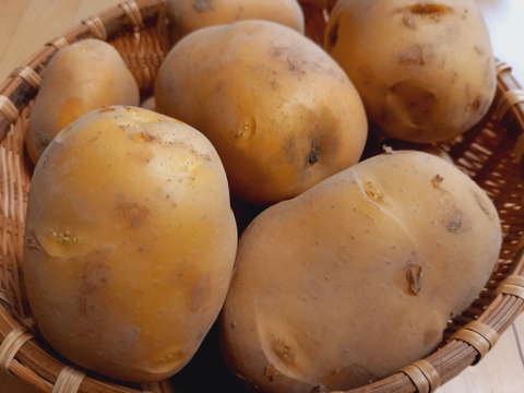 【訳あり】秋じゃが☆ながさき黄金　1.5kg