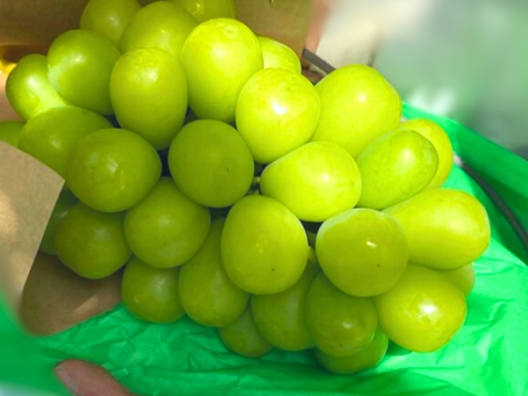 【泉州産ぶどう】贈り物に！シャインマスカット2房セット