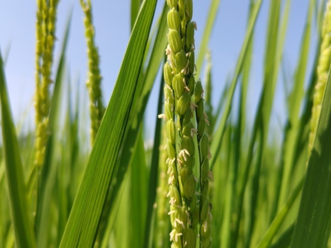 ◉米・穀類🥇１位受賞✨食べチョクAW2023　特別栽培米コシヒカリ【 5分づき精米 5kg】＆【玄米2ｋｇ】有機質肥料のみ・動物性堆肥不使用・低農薬（80％以上削減）一等米✨【令和６年産】