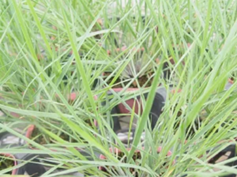 2個セット グラス メリニス サバンナ オーナメントグラス  イングリッシュガーデン 花苗 多年草 宿根草