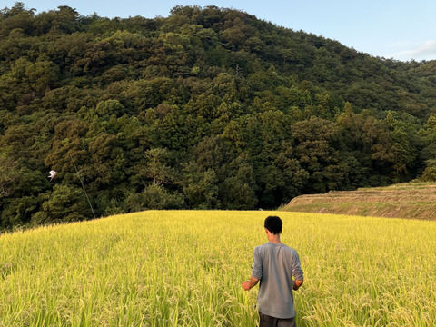 【R7年産】生活排水なしの一番水　自然栽培窪野米イセヒカリ5㎏【玄米】
