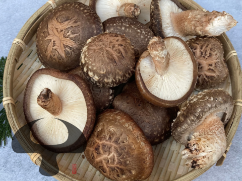 肉厚の原木椎茸 約900g 生しいたけ 原木しいたけ