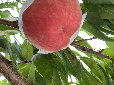 【桃の概念をぶっ壊す固さ】🍑おどろき 3キロ🍑【固すぎ桃】【バリバリ桃】【硬め】【もも】