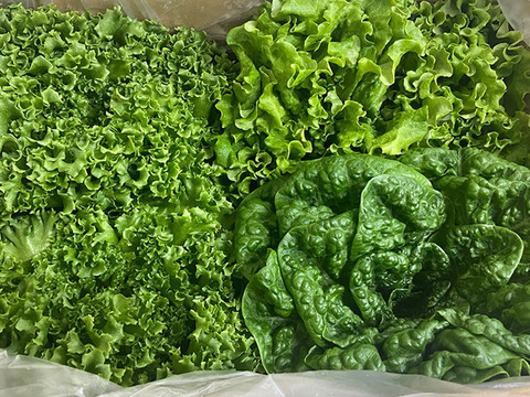 増量！水耕栽培レタス３種セット２kg
