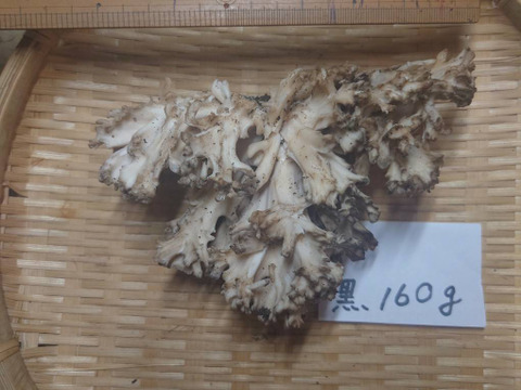超貴重】天然きのこ 新潟県妙高市産【黒舞茸160g】9/16発送：新潟県産