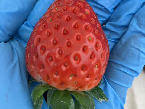 【規格外】ジャム用・たっぷり約1.5kg