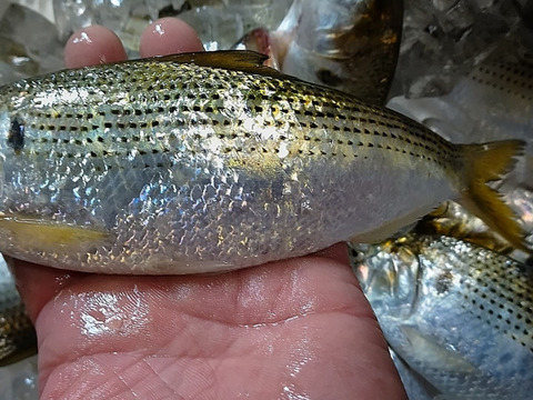 刺身最高 鮮魚 コノシロ 熊本県産の魚介類 食べチョク 産地直送 産直 お取り寄せ通販 農家 漁師から旬の食材を直送