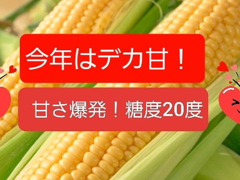 奇跡のトウモロコシ8本