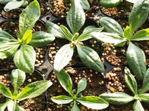 2個セット  プランタゴ メディア  宿根草 多年草 花壇苗