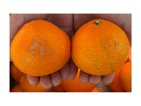 【数量限定福袋】まどんな家庭用4キロ＋みかんジュース小瓶1本付き※1月6日から順次発送