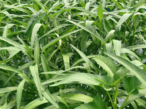 【農薬不使用】茎までやわらか！至宝の空芯菜（エンサイ）（300g）