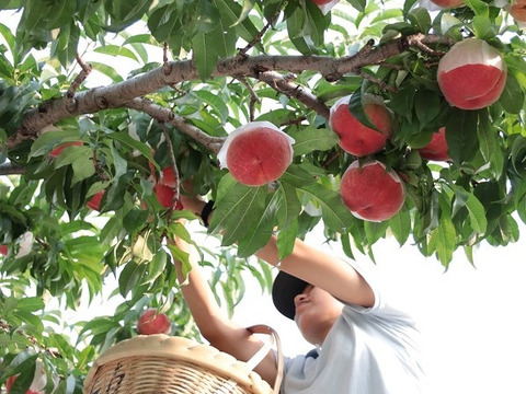 桃農家が作る　自社農園の果物のみを使って作ったジェラート　８個入