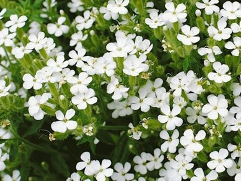 2個セット サポナリア スノーチップ （ロックソープワート）ホワイトガーデン グランドカバー イングリッシュガーデン 宿根草 多年草