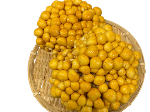 【厳選】歯ごたえと鮮度がちがう！北海道産「株付きなめこ」9株（約2.2kg）