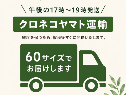 【6月限定3セット　500円引き　60サイズ】神奈川県産　茎ブロッコリー（スティックセニョール）
