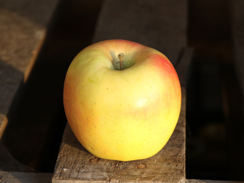 ぐんま名月 蜜入りの黄色いりんご 5kg (12〜20玉)