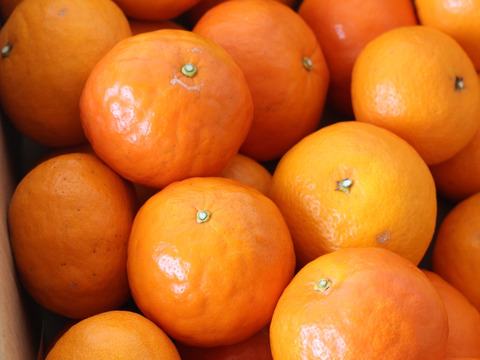 ジューシーさダントツ！ セミノール　約10kg