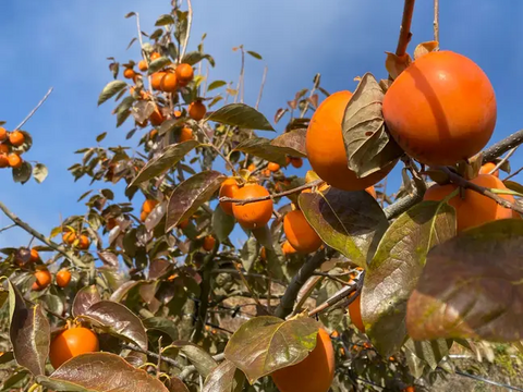 【家庭用】干し柿　大玉市田柿500g×2袋
