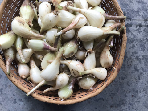 自然農のらっきょう　1ｋｇ