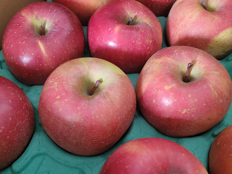 信州産葉とらずサンふじ家庭用5kg12〜16個入り 美味しさ重視のおすすめ品！