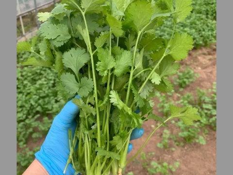 期間限定　パクチー　香菜　新鮮野菜　業務用　大量　卸し　3kg クール便 期間限定 パクチー 香菜 新鮮野菜 業務用 大量 卸し 14kg クール