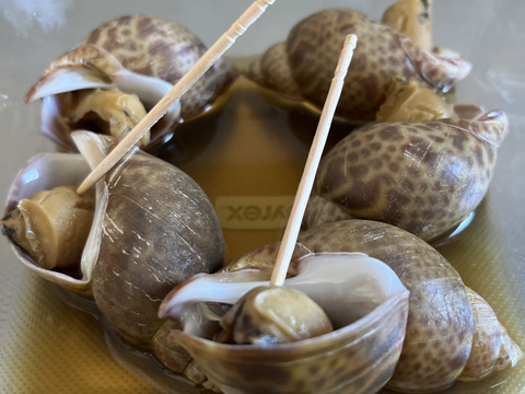 秋田県産　生きてます！黒バイ貝2ｋｇ。60個前後　貝類好きにオススメ