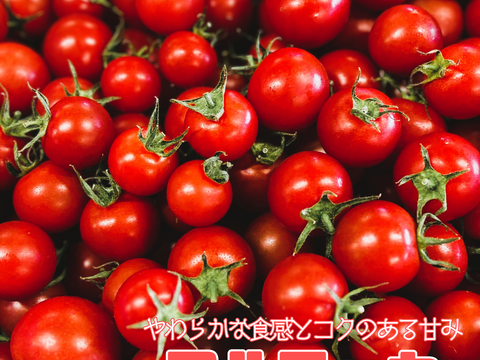 母の日ギフト｜ポモ・ロッサ　陽だまりセレクション｜赤とオレンジ、2種のフルーツトマト食べ比べギフト24粒入り