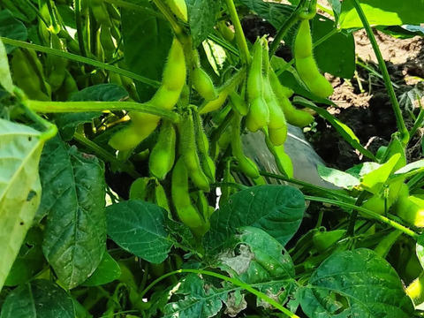 枝豆（おつな姫）化学肥料、農薬不使用
