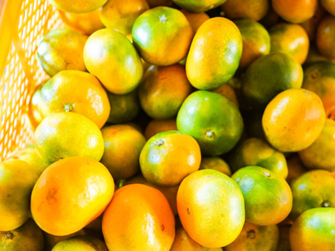 《長崎産・伊木力みかん》ゆら早生５ｋｇ