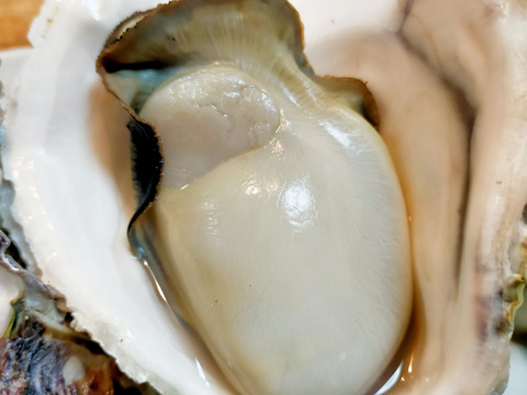 【生食】小ぶりで美味！
ミネラルたっぷり島根県産岩牡蠣(S6個入)